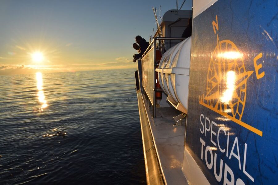 Reykjavik: Sea Fishing Boat Tour & BBQ with the Day's Catch - The fish you may catch in Icelandic waters