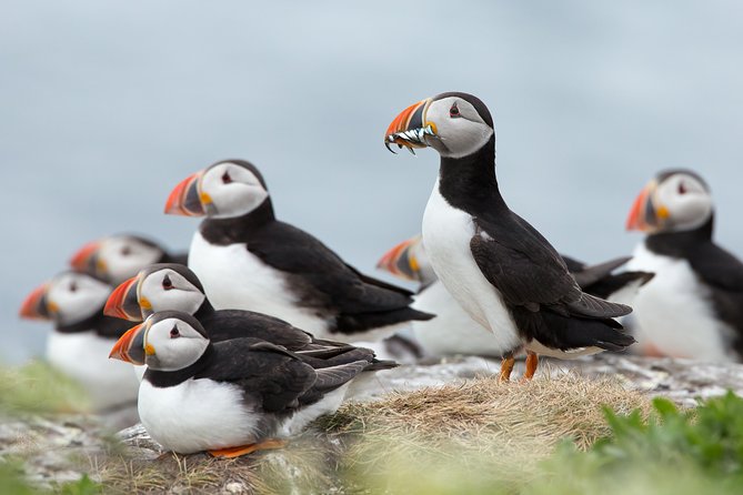 Reykjavik Shore Excursion: Puffin Sightseeing Cruise - Key points to know before booking