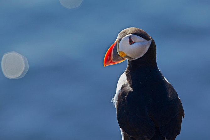 Reykjavik Shore Excursion: Puffin Sightseeing Cruise - The quiet pause with the engine off