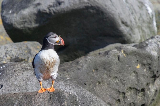 Reykjavik Shore Excursion: Puffin Sightseeing Cruise - Guides who make a short trip count