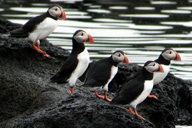 Reykjavik Shore Excursion: Puffin Sightseeing Cruise - Coffee, harbor views, and the return trip