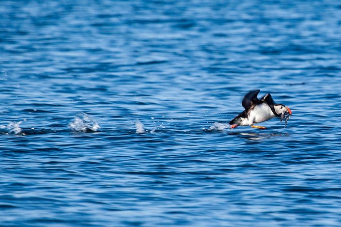Reykjavik Shore Excursion: Puffin Sightseeing Cruise - Best time to go and what to bring