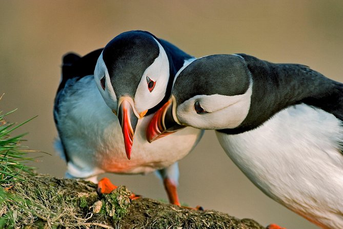 Reykjavik Shore Excursion: Puffin Sightseeing Cruise - Circling the island with binoculars ready