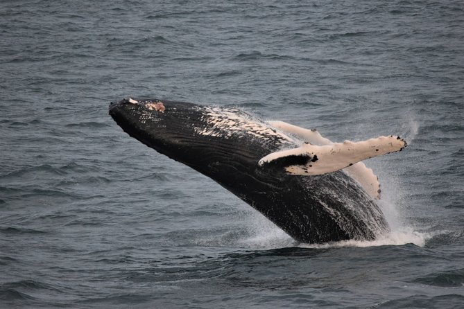 Reykjavik Shore Excursion: Whale-Watching Cruise - Choosing between the leisurely boat and high-speed cruise