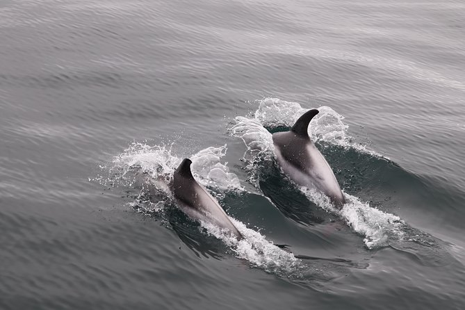 Reykjavik Shore Excursion: Whale-Watching Cruise - Watching dolphins, porpoises, and whales