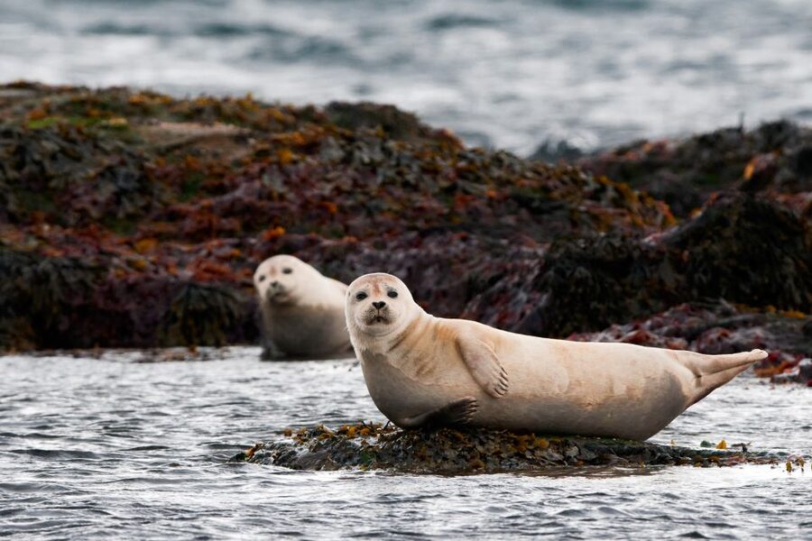Reykjavik: Small-Group Snæfellsnes Day Trip - Arnarstapi and Hellnar, the best coastal walking