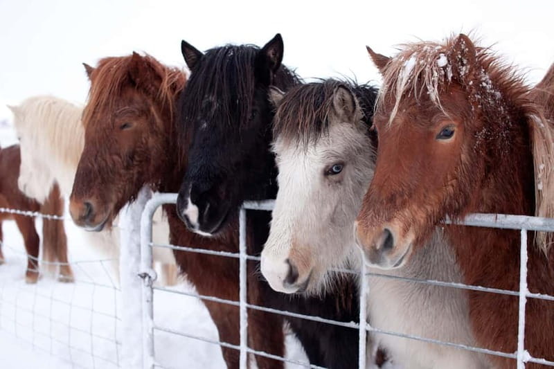 Reykjavik: The Golden Circle Full-Day Tour - Who should book this tour?