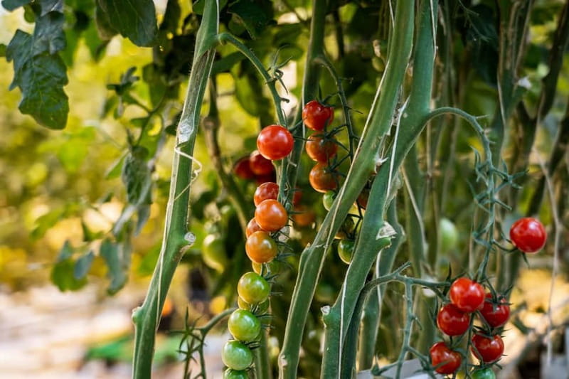 Reykjavik: The Golden Circle Full-Day Tour - Friðheimar, where geothermal heat grows tomatoes