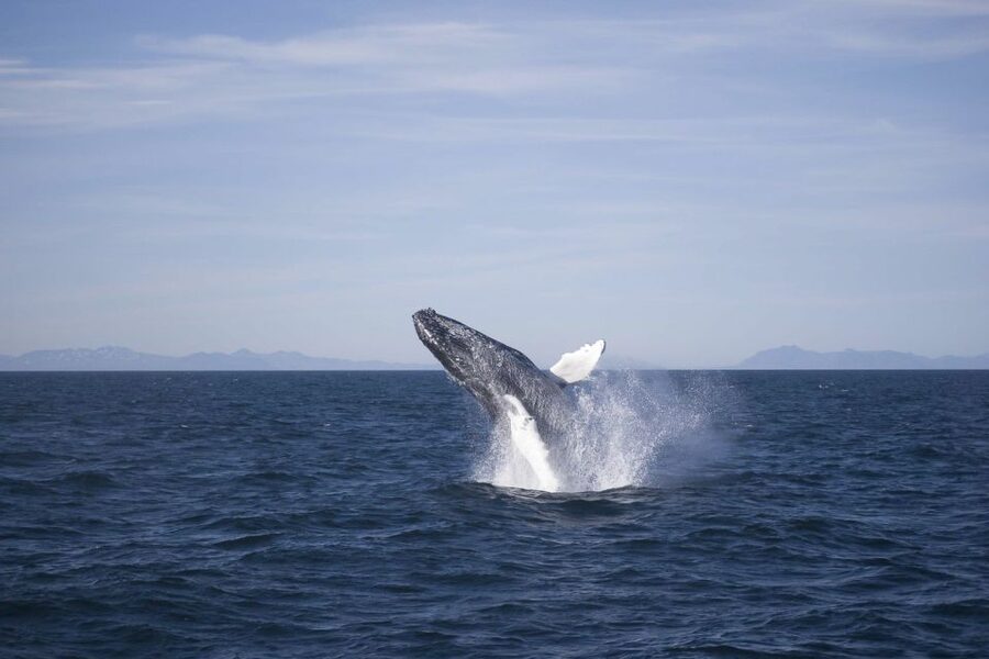 Reykjavik: the Original 3-Hour Whale Watching Tour - Key points to know before you go