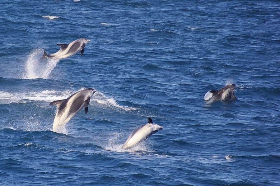 Reykjavik: the Original 3-Hour Whale Watching Tour - Who will enjoy this cruise most?