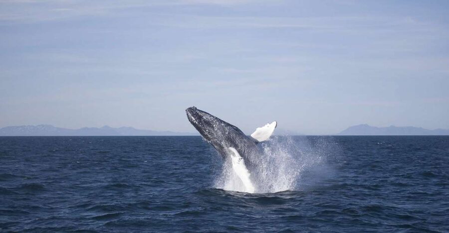 Reykjavik: the Original 3-Hour Whale Watching Tour - Leaving Reykjavik’s Old Harbour