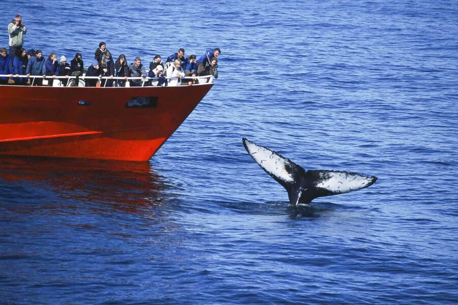 Reykjavik: the Original 3-Hour Whale Watching Tour - Guides who make the search worthwhile