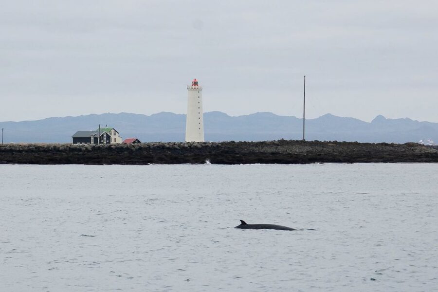 Reykjavik: the Original 3-Hour Whale Watching Tour - How close is close enough?