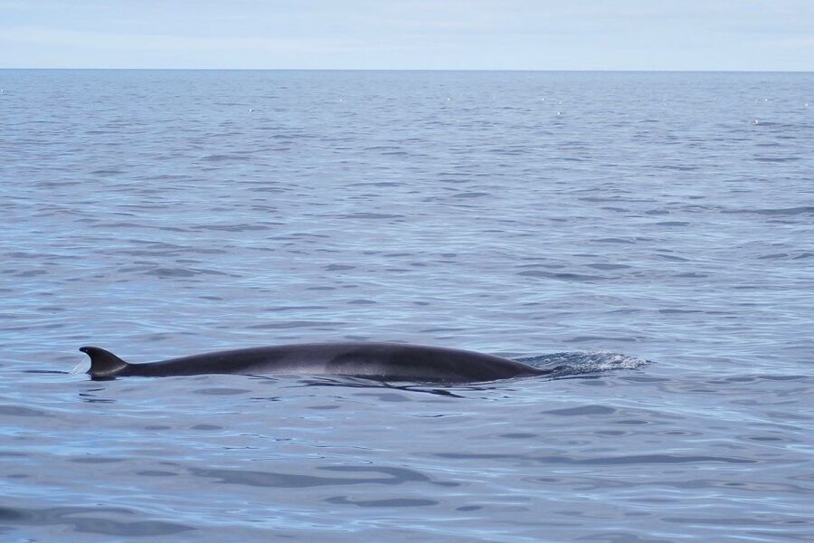 Reykjavik: the Original 3-Hour Whale Watching Tour - Comfort, warm clothing, and onboard extras