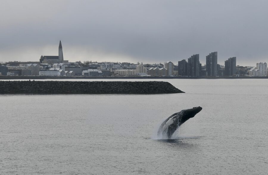 Reykjavik: the Original 3-Hour Whale Watching Tour - Winter or summer?