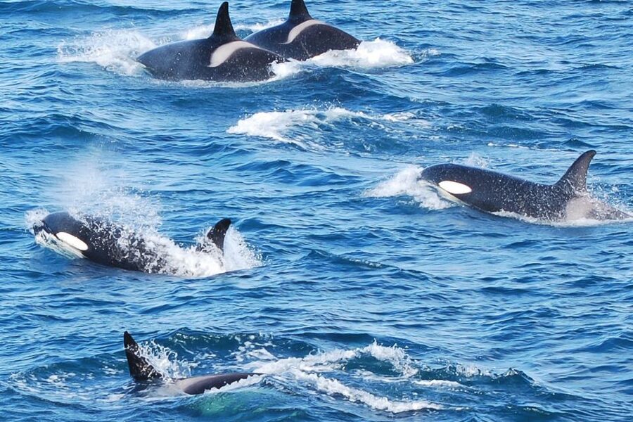 Reykjavik: the Original 3-Hour Whale Watching Tour - Three hours in Faxaflói bay