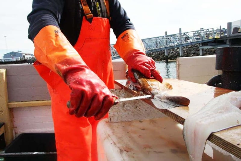 Reykjavik: Traditional Sea Fishing with BBQ Feast - Fishing from Reykjavik’s old harbor