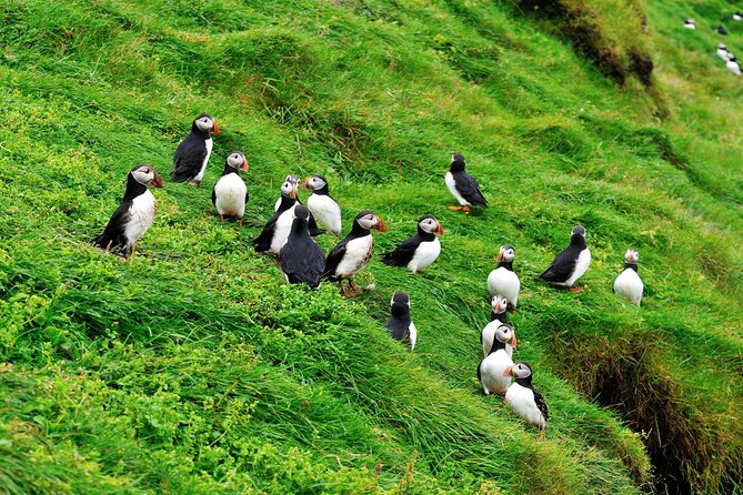 Reykjavik - Westman Islands (Bus transfer to Landeyjahöfn) - What the $60 price really buys you