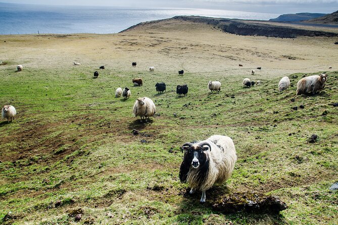 Reykjavik - Westman Islands (Bus transfer to Landeyjahöfn) - Weather and cancellation planning in Iceland