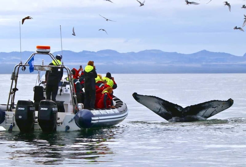 Reykjavik: Whale and Puffin Watching RIB Boat Tour - Key points to know before you book