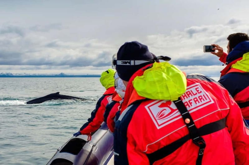 Reykjavik: Whale and Puffin Watching RIB Boat Tour - Puffin islands before the open-water search