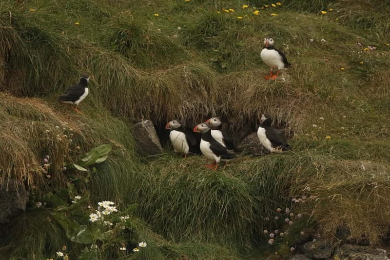Reykjavik: Whale and Puffin Watching RIB Boat Tour - What the guides and crew add