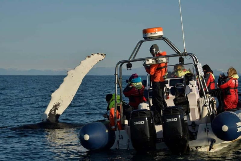 Reykjavik: Whale and Puffin Watching RIB Boat Tour - Cold, comfort, and physical demands