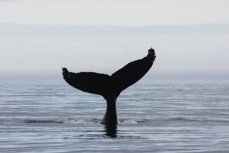 Reykjavik: Whale and Puffin Watching RIB Boat Tour - Is $191 a fair price?