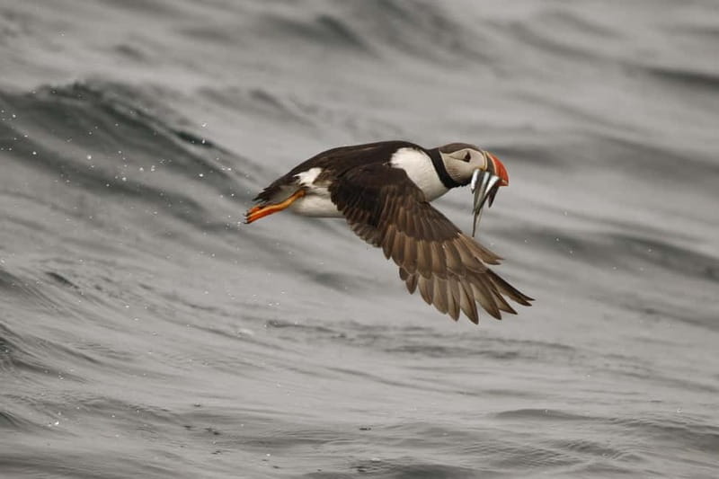 Reykjavik: Whale and Puffin Watching RIB Boat Tour - Who should book this Reykjavik RIB tour?