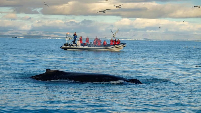 Reykjavik: Whale and Puffin Watching RIB Boat Tour - Why the RIB changes the whale-watching experience