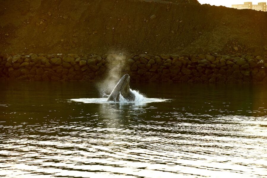Reykjavik: Whale & Marine Adventure Tour - The guide’s introduction to Faxaflói Bay