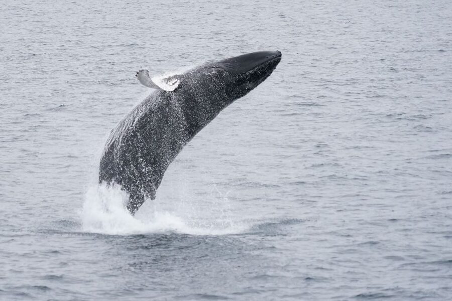 Reykjavik: Whale & Marine Adventure Tour - What the $104 price buys you