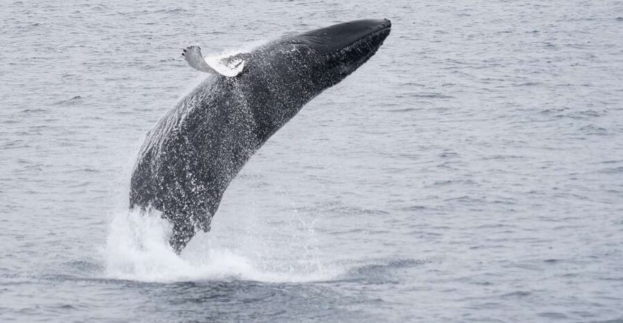 Reykjavik: Whale & Marine Adventure Tour - Pickup, accessibility, and practical details