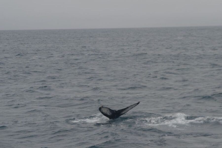 Reykjavik: Whale Watching and Dolphin Watching Yacht Cruise - Searching for whales, dolphins, and porpoises