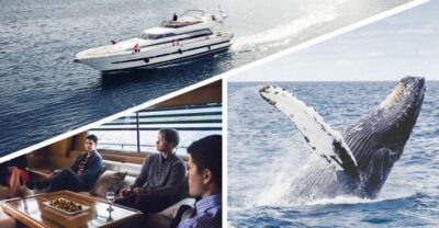 Whale Watching and Dolphin Watching Yacht Cruise