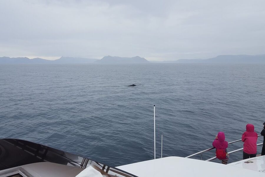 Reykjavik: Whale Watching and Dolphin Watching Yacht Cruise - Why the guide matters on a moving boat