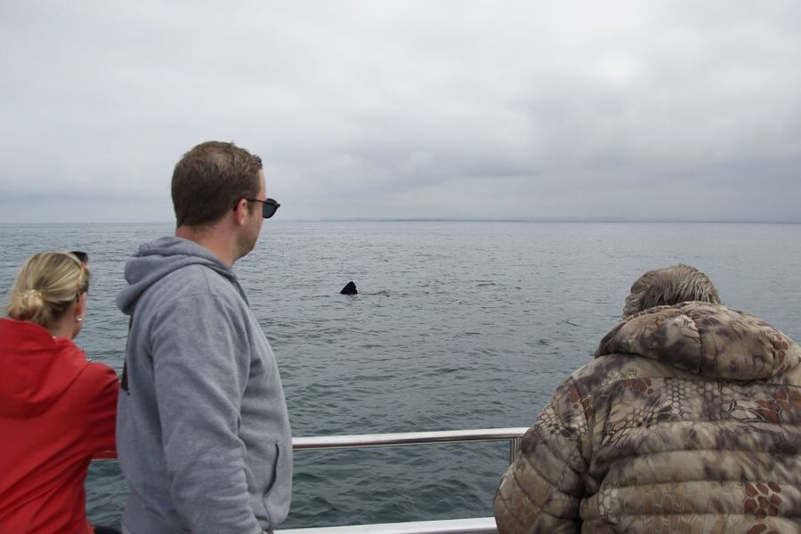 Reykjavik: Whale Watching and Dolphin Watching Yacht Cruise - Choosing between the indoor lounge and open decks