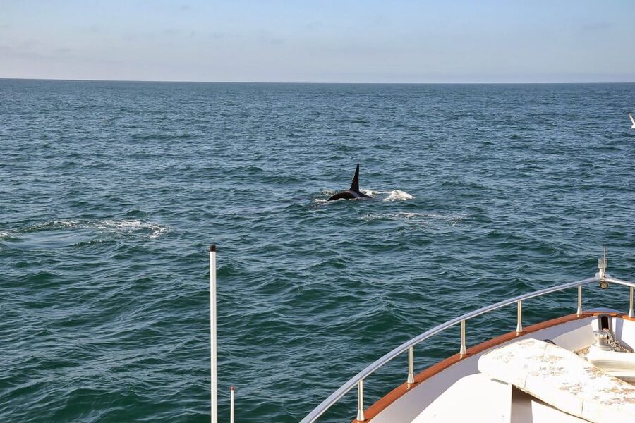 Reykjavik: Whale Watching and Dolphin Watching Yacht Cruise - What the scenery adds to the outing