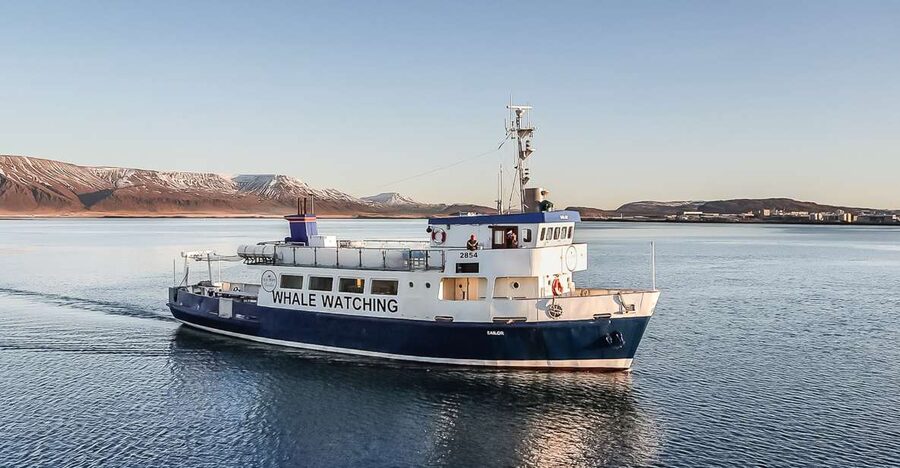 Reykjavík: Whale Watching and Marine Life Cruise - What a strong sighting can look like
