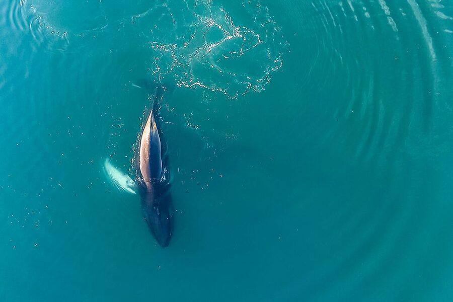 Reykjavík: Whale Watching and Marine Life Cruise - Booking and check-in advice