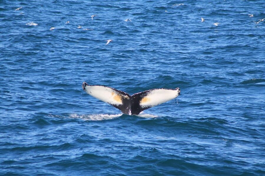 Reykjavik: Whale Watching and Puffin Excursion - Should you book the whale and puffin combo?