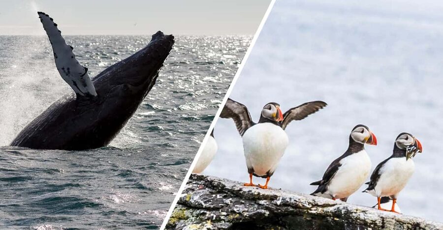 Reykjavik: Whale Watching and Puffin Excursion - Two wildlife trips from Reykjavik’s Old Harbour
