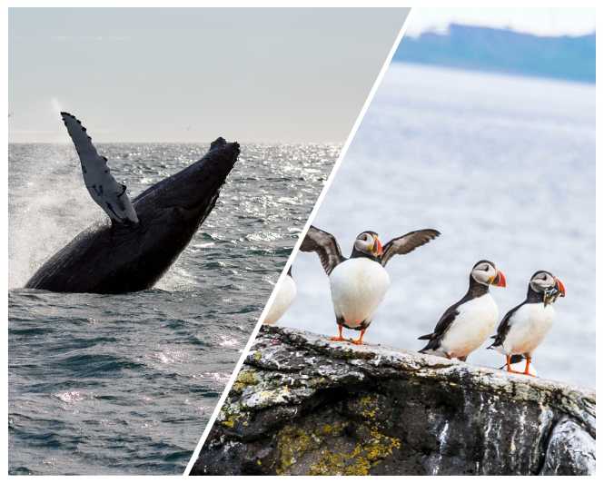 Reykjavik: Whale Watching and Puffin Excursion - Puffin islands from a specially designed smaller boat