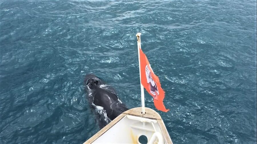 Reykjavik: Whale Watching and Puffin Excursion - What the $153 price really covers