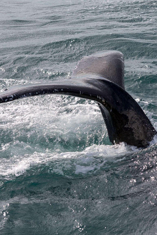 Reykjavik: Whale Watching and Puffin Excursion - How this compares with booking separate activities