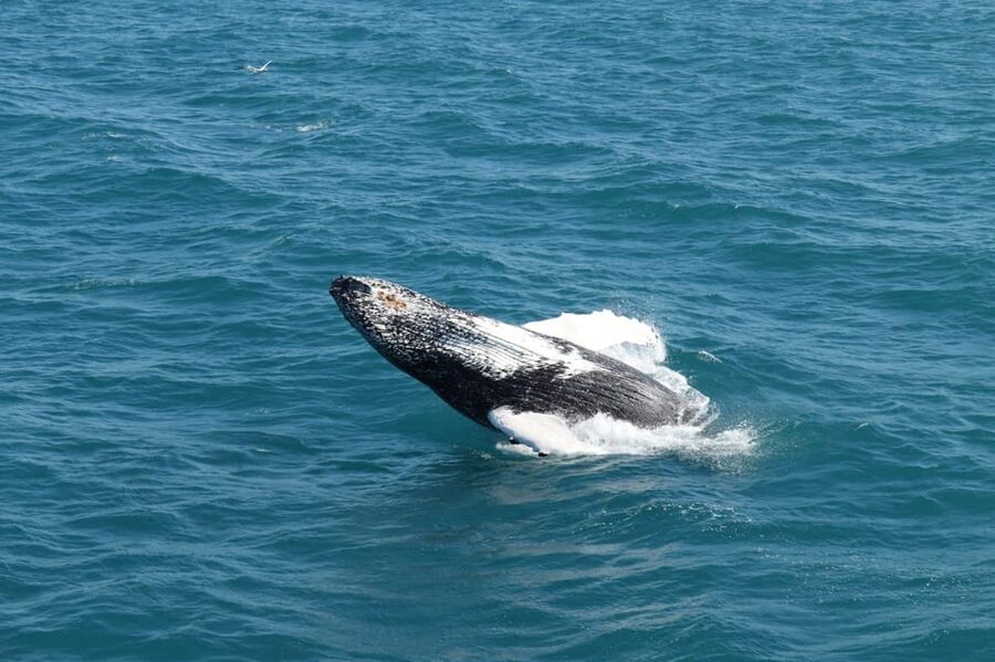 Reykjavik: Whale Watching and Puffin Excursion - The best fit for this experience