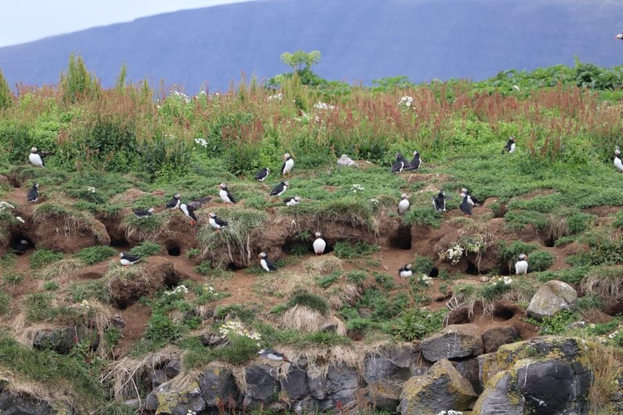 Reykjavik: Whale Watching and Puffin Excursion - The whale watch on a larger Atlantic vessel