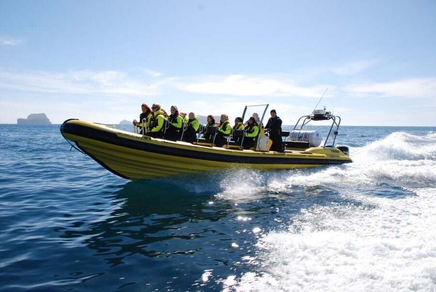 Reykjavik: Whale Watching by RIB Speedboat - Should you book the Reykjavík RIB whale watch?