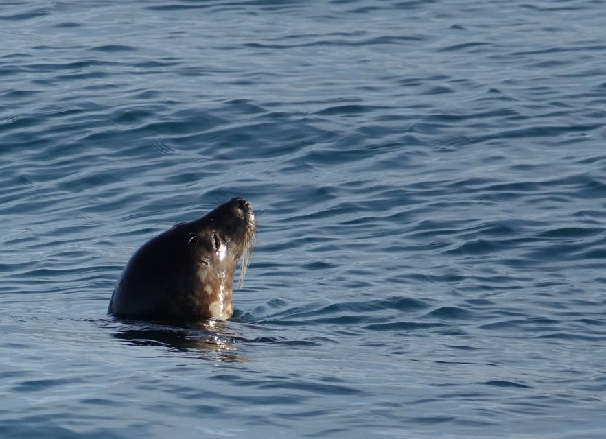 Reykjavik: Whale Watching by RIB Speedboat - Weather, comfort, and the chance of seasickness