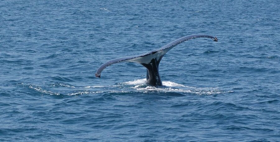 Reykjavik: Whale Watching by RIB Speedboat - Who will enjoy this more than a standard boat trip